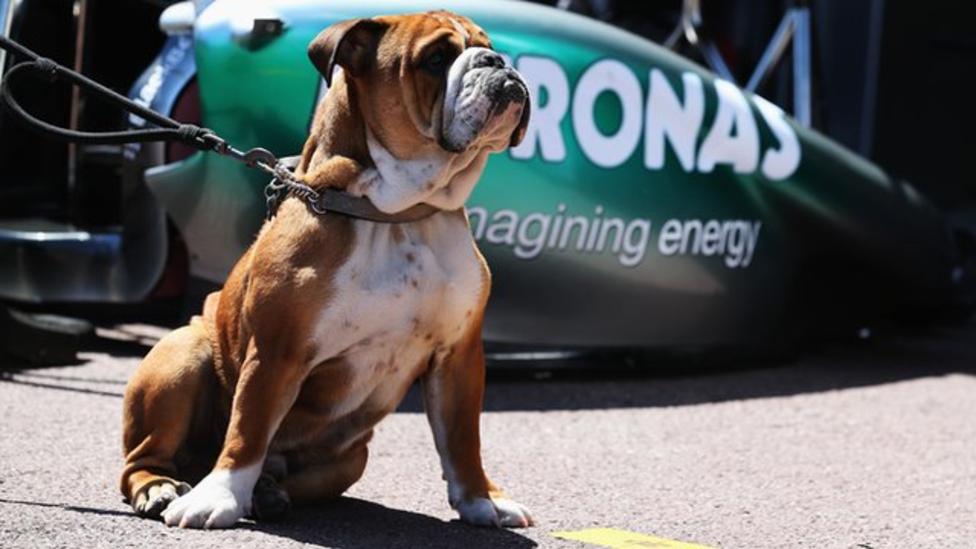 _82515200_lewis_hamilton_dog_roscoe