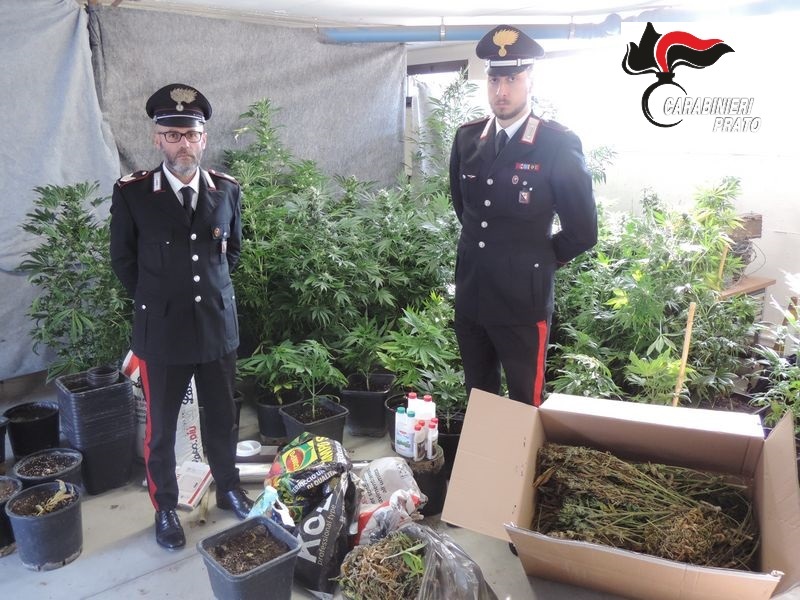 carabinieri_vernio_marijuana_arresto_2020_02_05_1