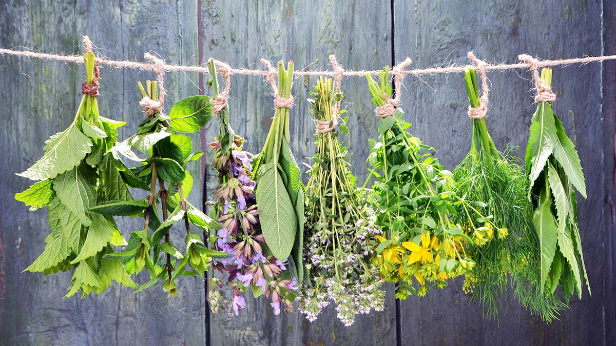 Set of fresh herbs hanging over wooden vintage background