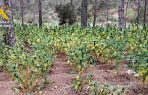 Plantacion me drogë në Spanjë